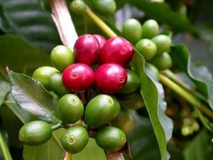 cafe-vert-bio-regime-antioxydant-naturel-minceur-brule-graisse-maigrir-vertus-proprietes-stimulant-perte-poids-bio café vert biologique
