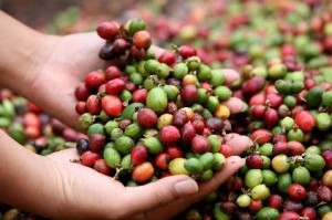 cafe-vert-bio-regime-antioxydant-naturel-minceur-brule-graisse-maigrir-vertus-proprietes-stimulant-perte-poids-sante Le café vert bio, bon pour la santé